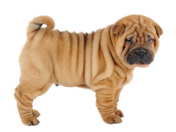 faltenhund.jpg